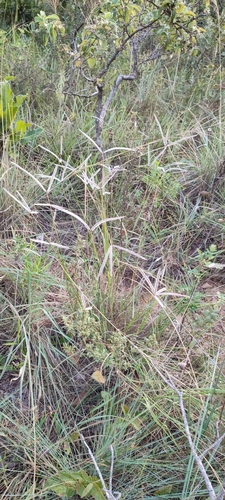 Paspalum eucomum