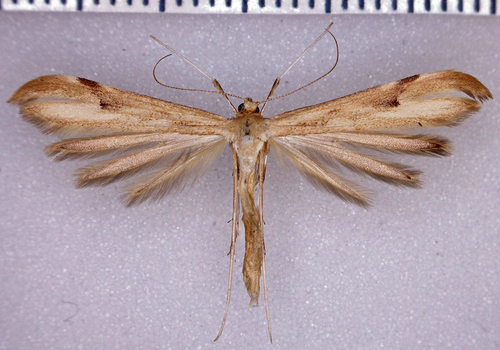 Western Plume Moth