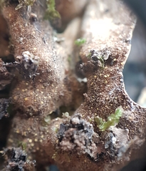 Pseudocyphellaria carpoloma
