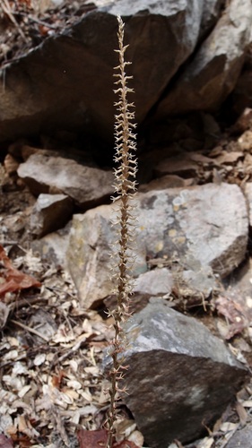 Image of Mesadenus polyanthus by (c) Sue Carnahan, some rights reserved (CC BY)