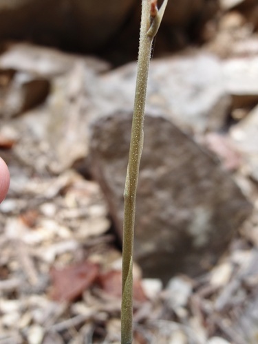 Image of Florida Keys Ladies'-Tresses (Mesadenus polyanthus) by (c) Sue Carnahan, some rights reserved (CC BY)
