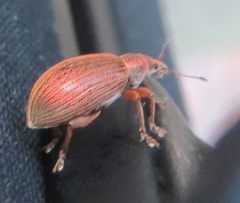 Polydrusus mollis