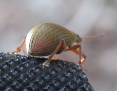 Polydrusus mollis