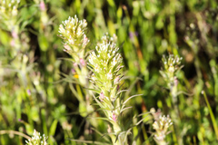 Castilleja attenuata