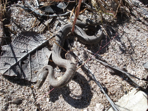 Madrean Narrowheaded Garter Snake, Thamnophis unilabialis