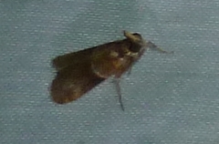Phycitinae