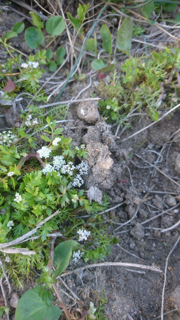 Helosciadium crassipes