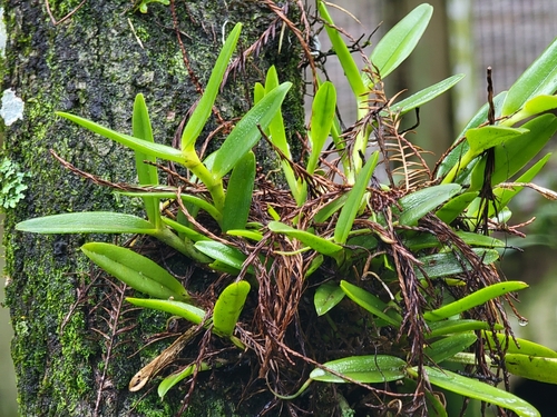 Image of Epidendrum rigidum by no rights reserved