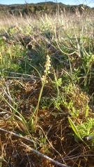 Triglochin barrelieri