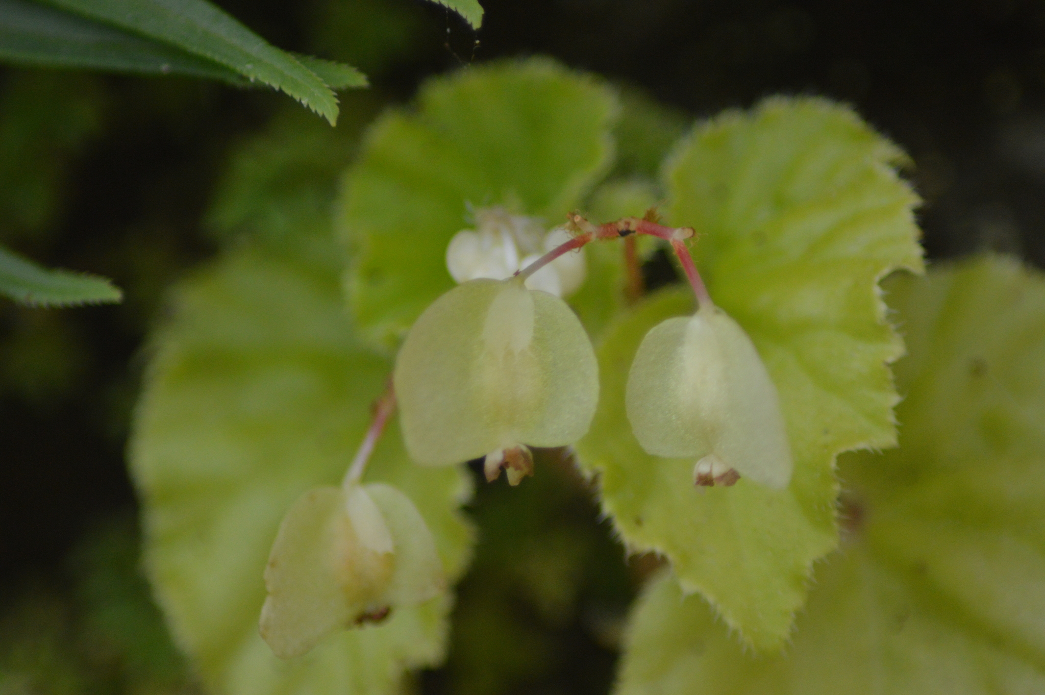 Begonia hirtella