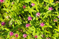 Trifolium depauperatum