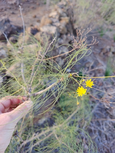 Image of Sonchus leptocephalus by (c) Nicola Faulks, some rights reserved (CC BY)