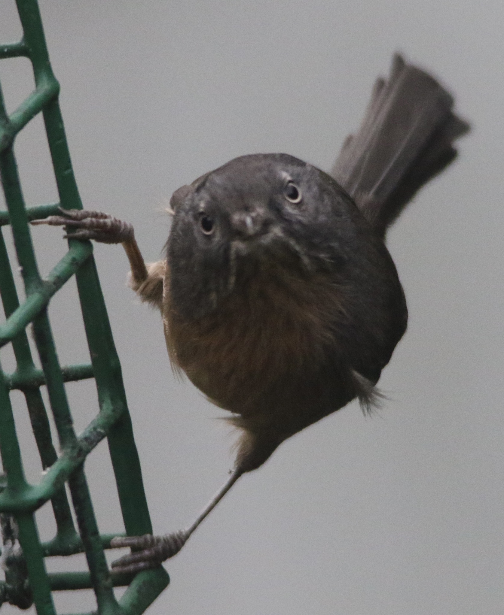 Wrentit (Chamaea fasciata)