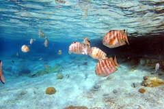 Abudefduf septemfasciatus