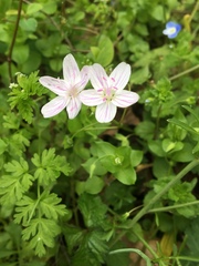 Claytonia