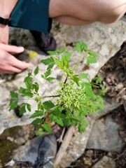 Thaspium chapmanii