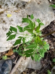 Thaspium chapmanii