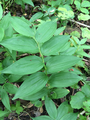 Maianthemum