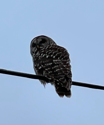 Barred Owl photographed in Indiana