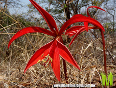 Sprekelia formosissima