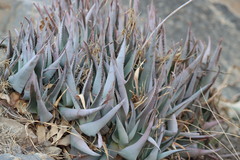 Triangle-toothed Aloe (Aloe deltoideodonta)