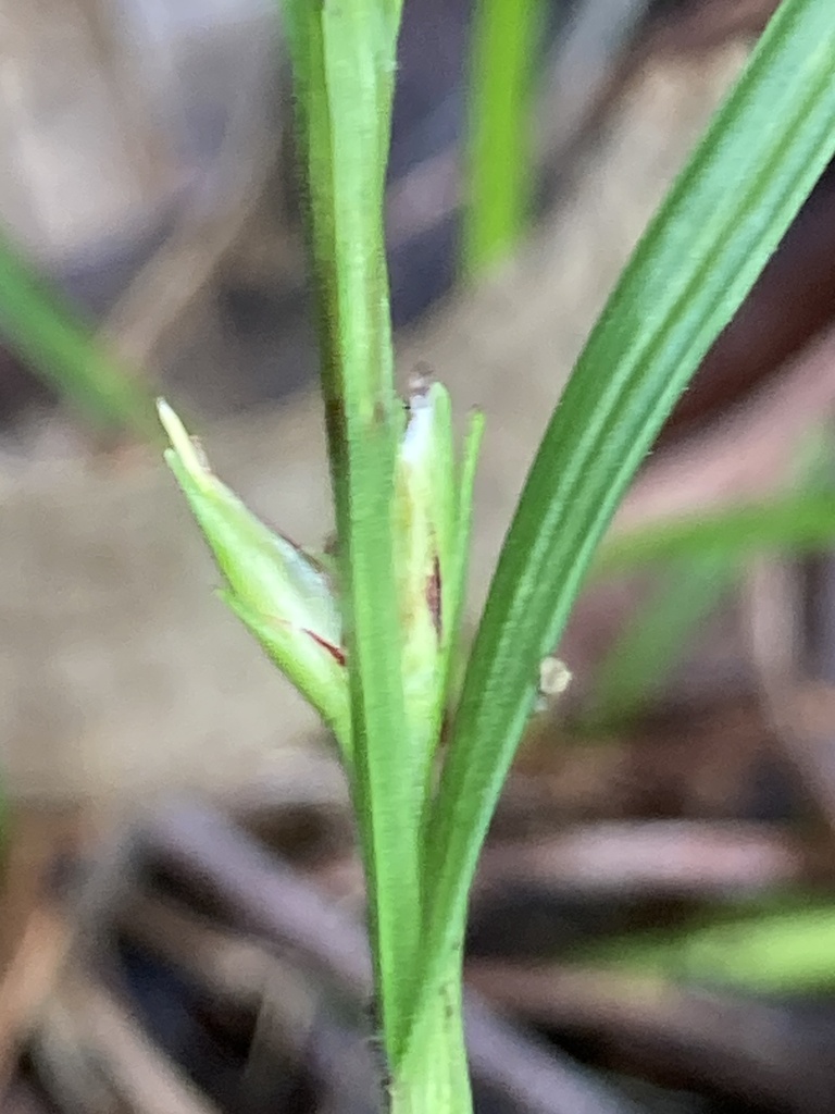 nutrushes from Dutton Park, Dutton Park, QLD, AU on December 24, 2023