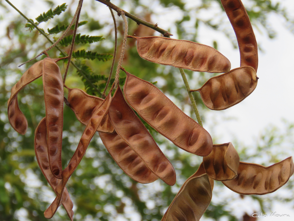 Piptadenia