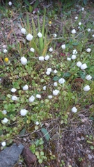 Bellium bellidioides