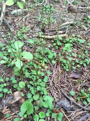 Lagenophora strangulata
