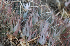 Aloe deltoideodonta, photograph (c) amantedarmanin, some rights reserved (CC BY)