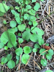 Lagenophora strangulata