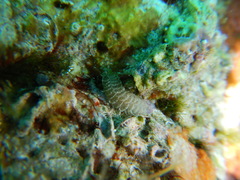 Harmothoe areolata image