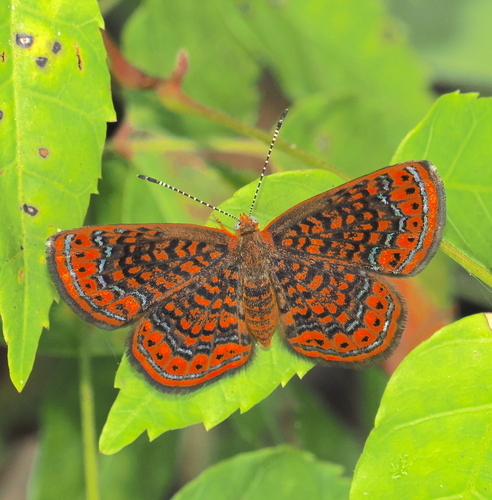 Calephelis laverna