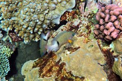 Plectroglyphidodon dickii