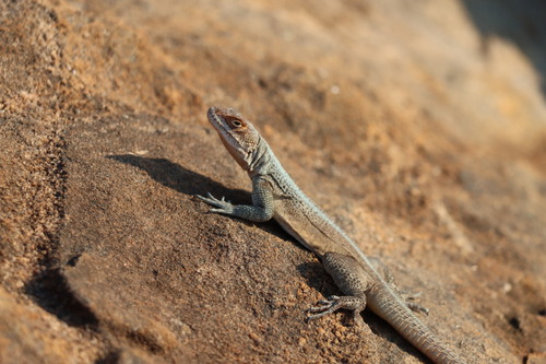 Grandidier's Madagascar Swift, Oplurus grandidieri