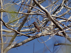 Piranga roseogularis