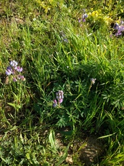 Lupinus variicolor