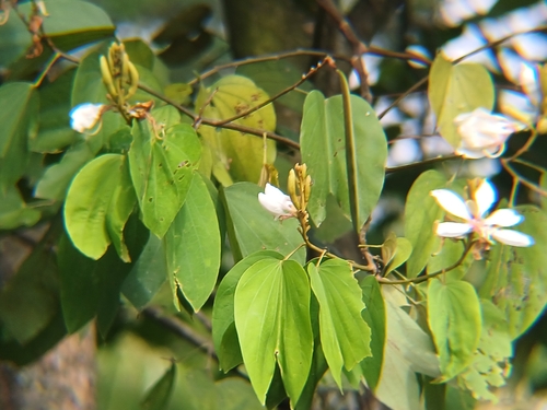 Bauhinia picta
