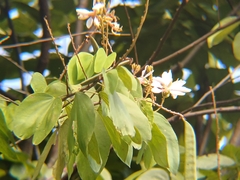 Bauhinia picta, photograph (c) Edwin Rivera Millán, some rights reserved (CC BY)