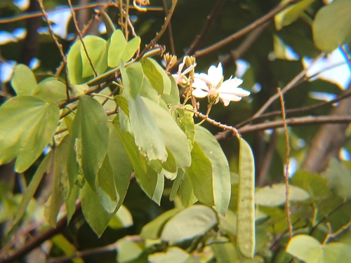 Bauhinia picta, photograph 2