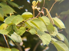 Bauhinia picta, photograph (c) Edwin Rivera Millán, some rights reserved (CC BY)