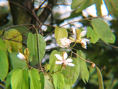 Bauhinia picta, photograph 4