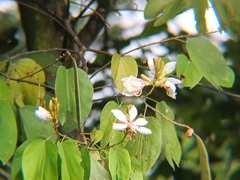 Bauhinia picta, photograph (c) Edwin Rivera Millán, some rights reserved (CC BY)