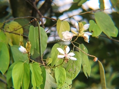 Bauhinia picta, photograph (c) Edwin Rivera Millán, some rights reserved (CC BY)