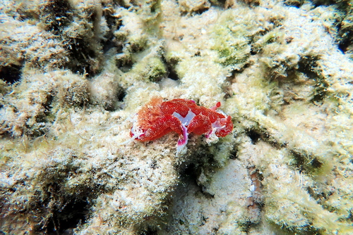 Hexabranchus lacer