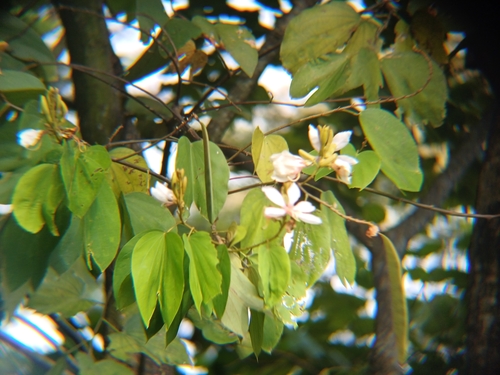 Bauhinia picta, photograph 6