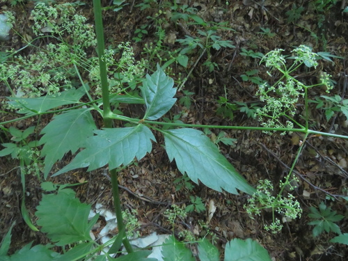 Trochiscanthes nodiflora, photograph 2