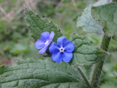 Pentaglottis sempervirens