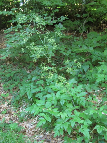 Knotenblütige Rädchenblüte (Trochiscanthes nodiflora)