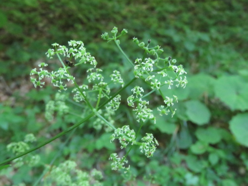 Trochiscanthes nodiflora, photograph 1